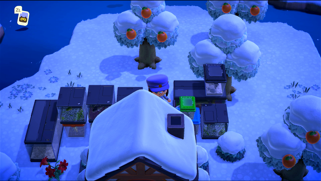 Foto con vista alta sul retro di casa mia, si vedono varie teche di pesci ed insetti ammassate dietro